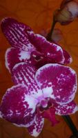 Лот: 6502295. Фото: 7. орхидея фаленопсис №15 отцветает
