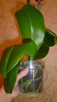 Лот: 5692115. Фото: 4. Орхидея фаленопсис F50(отцвела... Красноярск