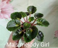 Лот: 17488895. Фото: 2. Фиалка Ma's melody Girl - стартер. Комнатные растения и уход