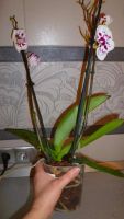 Лот: 5204295. Фото: 4. орхидея фаленопсис F4( отцветает... Красноярск