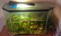 Лот: 3905644. Фото: 3. аквариум с рыбками. Растения и животные