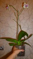 Лот: 4544937. Фото: 6. Орхидея фаленопсис ( Phal. Tropical...