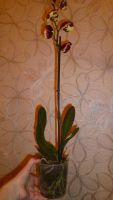 Лот: 5619331. Фото: 4. Орхидея фаленопсис F44. Красноярск