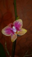 Лот: 5444877. Фото: 5. орхидея мини-фаленопсис(отцвела...