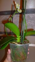 Лот: 5300931. Фото: 7. Орхидея фаленопсис F21(отцветает...