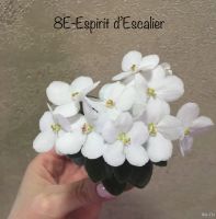 Лот: 13565506. Фото: 3. Мини фиалка 8Е-Еspirit d’Escalier-... Растения и животные