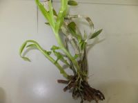 Лот: 6043308. Фото: 3. Орхидея дендробиум нобиле - делёнка... Растения и животные