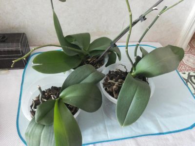 Лот: 4020149. Фото: 1. орхидеи. Горшечные растения и комнатные цветы