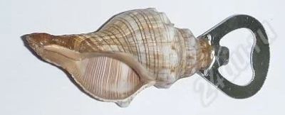 Лот: 536722. Фото: 1. Открывашка из трапезиума. Ракушки... Другое (сувениры, подарки)