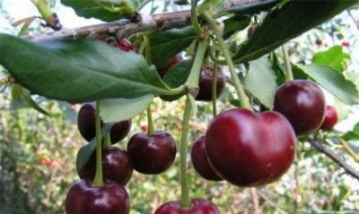 Лот: 2831085. Фото: 1. вишня на ножке 7-ая. Ягоды