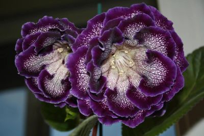 Лот: 4108541. Фото: 1. Махровая глоксиния (крупный цветок... Горшечные растения и комнатные цветы