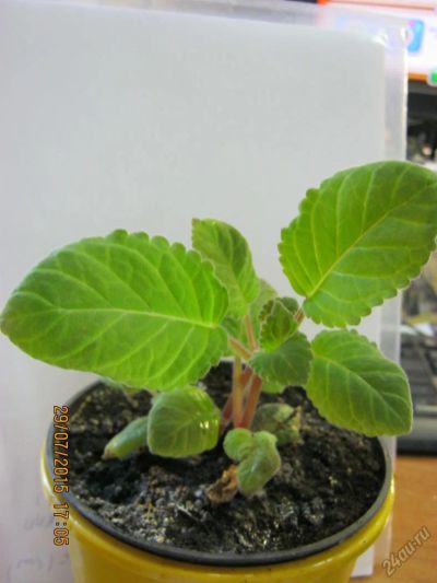 Лот: 5888574. Фото: 1. глоксиния. Горшечные растения и комнатные цветы