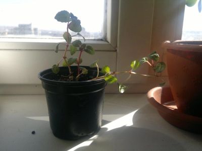 Лот: 3976795. Фото: 1. Фуксия черенок укорененный. Горшечные растения и комнатные цветы