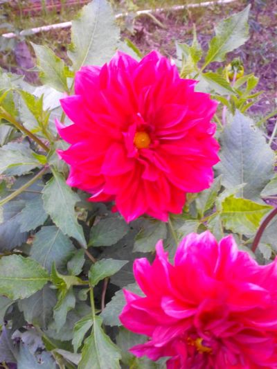 Лот: 8182844. Фото: 1. георгины разные цвета,кусты полностью... Садовые цветы