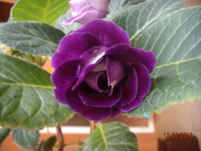 Лот: 7330421. Фото: 1. Глоксиния цветущая махровая. Цена... Горшечные растения и комнатные цветы