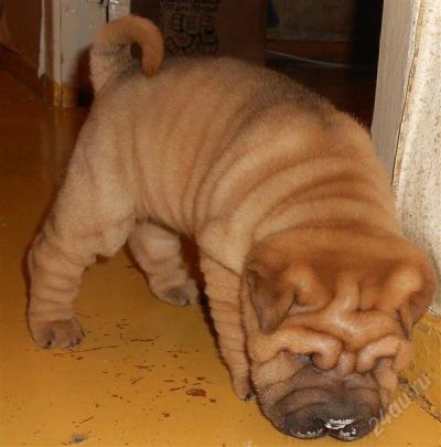 Лот: 2480274. Фото: 1. Шарпей. Собаки, щенки