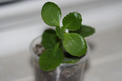 Лот: 3123574. Фото: 1. Каланхоэ 2. Горшечные растения и комнатные цветы