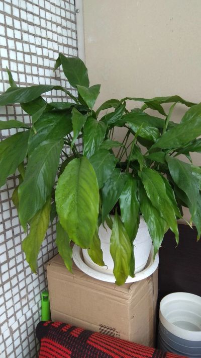 Лот: 8232809. Фото: 1. Спатифиллум пушистый молодой красиво... Горшечные растения и комнатные цветы