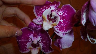 Лот: 4865592. Фото: 1. Орхидея фаленопсис Н24 (отцвела... Горшечные растения и комнатные цветы