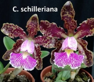 Лот: 25882101. Фото: 1. Каттлея Schilleriana # sib. Горшечные растения и комнатные цветы