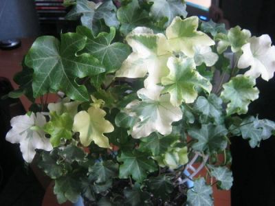 Лот: 5354428. Фото: 1. Плющ(хедера). Горшечные растения и комнатные цветы