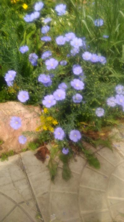 Лот: 5920187. Фото: 1. ленок. Садовые цветы