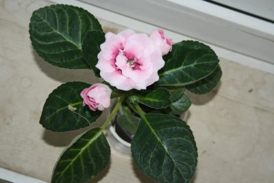 Лот: 5345600. Фото: 1. Глоксиния розовая махровая (зацветает... Горшечные растения и комнатные цветы