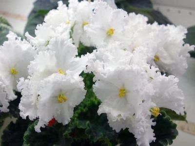 Лот: 11924647. Фото: 1. Фиалка РС- Снежный хоровод ( детка... Горшечные растения и комнатные цветы