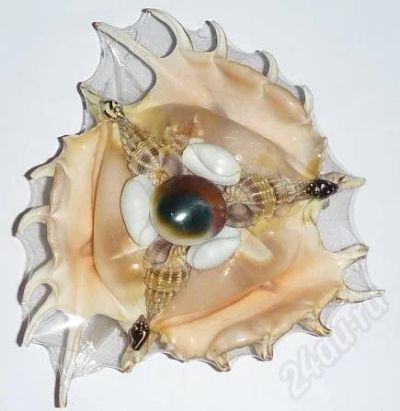 Лот: 537242. Фото: 1. Пепельница из ламбиса4. Ракушки... Другое (сувениры, подарки)