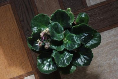 Лот: 5388181. Фото: 1. Фиалка розовая. Горшечные растения и комнатные цветы