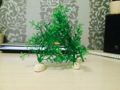 Лот: 6768755. Фото: 1. Растение в аквариум. Водные растения