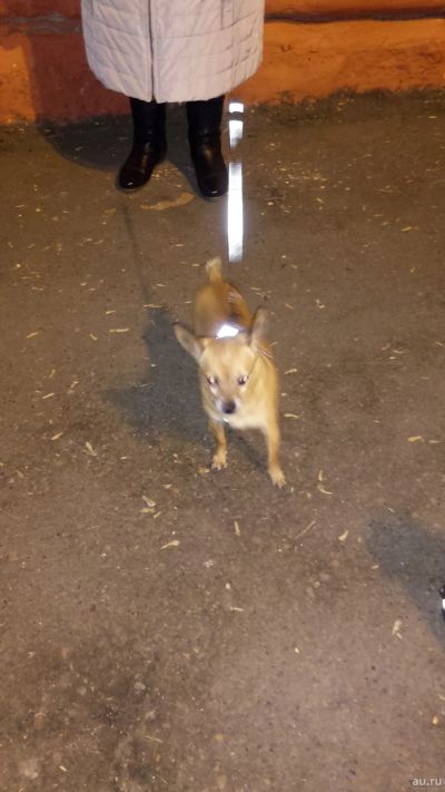 Лот: 13339044. Фото: 1. Собака.Той терьер.Маленький. Собаки, щенки