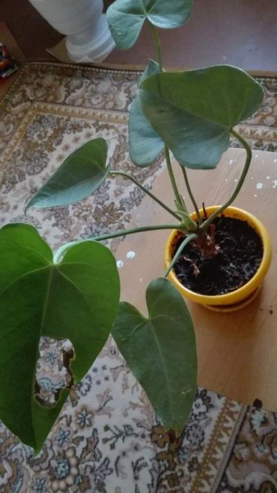 Лот: 9077136. Фото: 1. Антуриум розовый. Горшечные растения и комнатные цветы