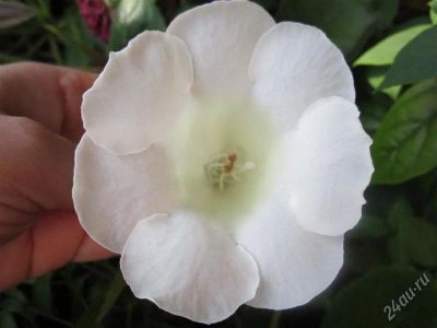 Лот: 1901390. Фото: 1. Молоденькая глоксиния Молочная... Горшечные растения и комнатные цветы