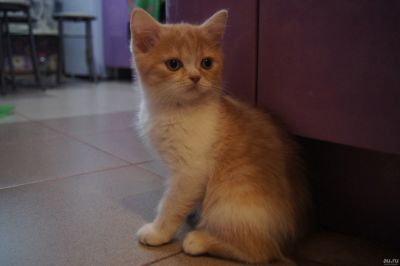 Лот: 13265023. Фото: 1. Шотландские мальчики. Кошки, котята