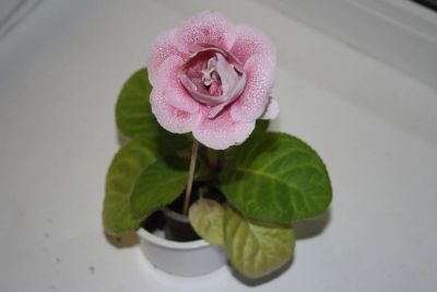 Лот: 4481218. Фото: 1. глоксиния ситец красный махровый... Горшечные растения и комнатные цветы