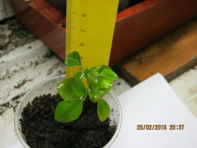 Лот: 6996071. Фото: 1. муррайя8 сеянец. Горшечные растения и комнатные цветы