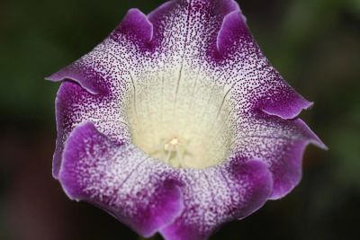 Лот: 3103727. Фото: 1. Глоксиния 49 (цветущая). Горшечные растения и комнатные цветы