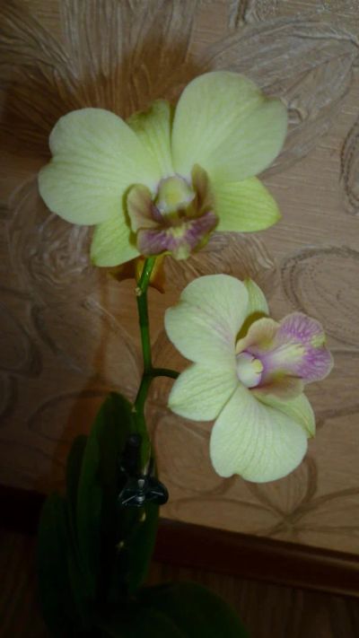 Лот: 4556823. Фото: 1. орхидея Дендробиум ( compactum... Горшечные растения и комнатные цветы