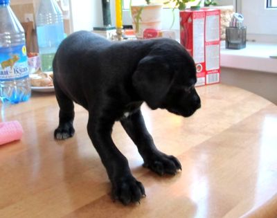 Лот: 7263152. Фото: 1. Щенок. Собаки, щенки