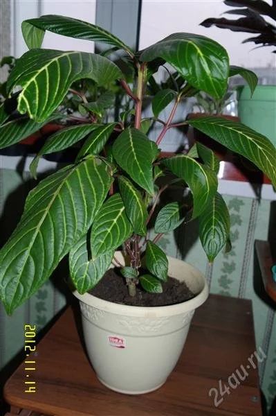 Лот: 2268115. Фото: 1. Санхезия(похожа на Афеляндру... Горшечные растения и комнатные цветы