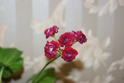 Лот: 16261218. Фото: 1. Пеларгония 'Ungarisk Appleblossom... Горшечные растения и комнатные цветы