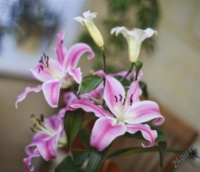 Лот: 2456012. Фото: 1. Porst color reflex mc auto 55mm... Объективы