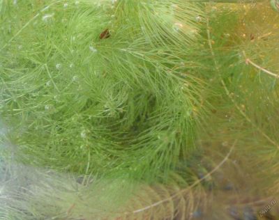 Лот: 5920546. Фото: 1. Роголистник. Водные растения