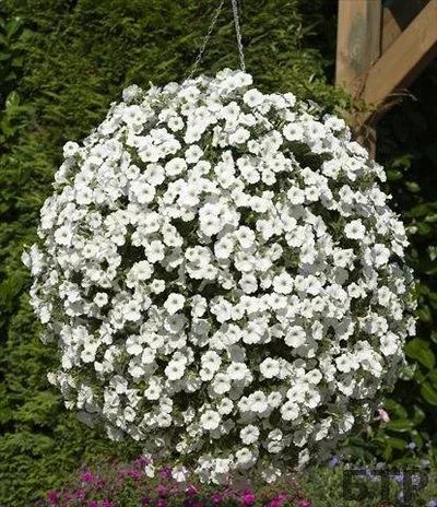 Лот: 11382442. Фото: 1. Surfinia Snow (Сурфиния Сноу... Садовые цветы