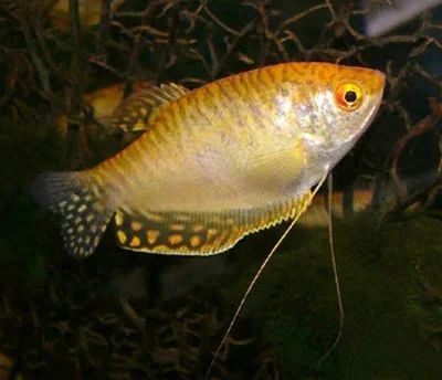 Лот: 5112728. Фото: 1. Гурами золотой(Trichogaster trichopterus... Рыбки