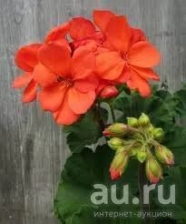 Лот: 10186132. Фото: 1. Герань зональная Shadow side orange... Горшечные растения и комнатные цветы