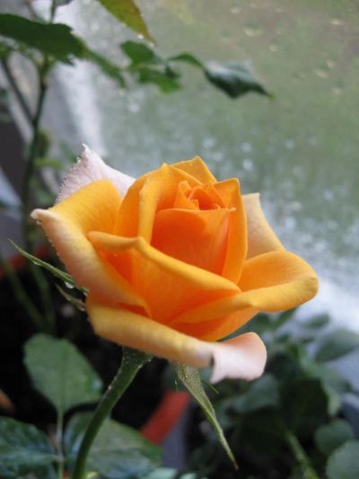 Лот: 9853052. Фото: 1. Хорошо укорененный черенок розы... Горшечные растения и комнатные цветы