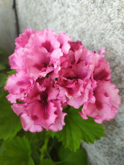 Лот: 21075275. Фото: 1. Пеларгония королевская Rachel. Горшечные растения и комнатные цветы