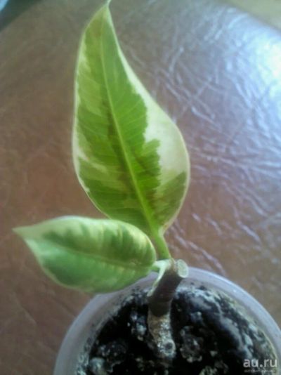 Лот: 9578156. Фото: 1. фикус тинеке 1. Горшечные растения и комнатные цветы